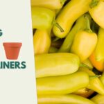Growing Banana Peppers in Containers