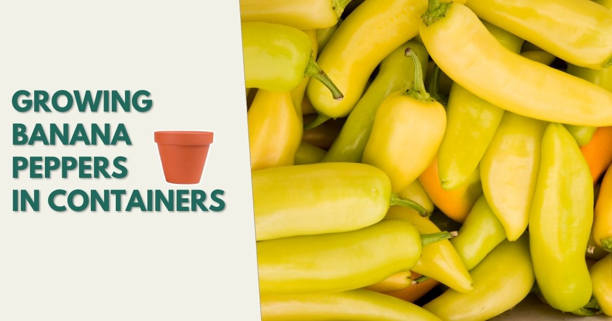 How To Grow Banana Peppers In Pots And Containers?